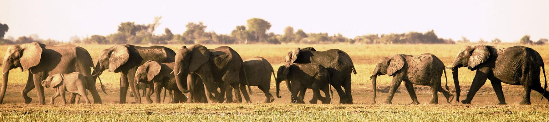 travel health botswana