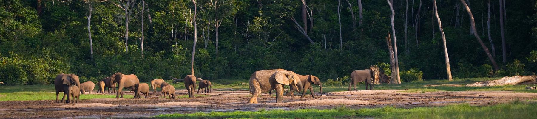 central african republic travel restrictions