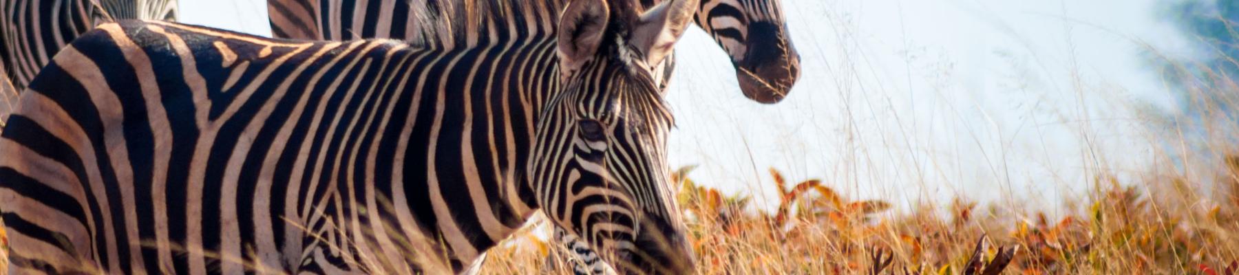 Eswatini Travel Advice & Safety | Smartraveller