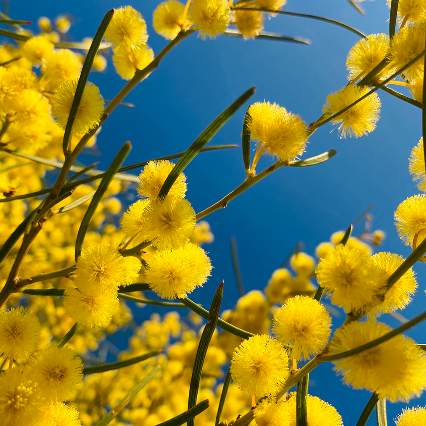 Yellow wattle flowers against a blue sky