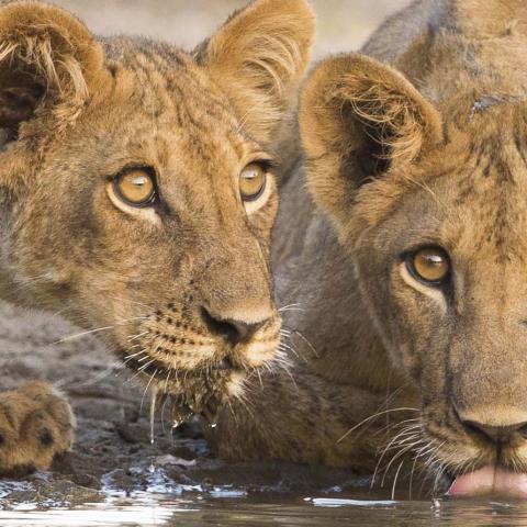 Search Smartraveller